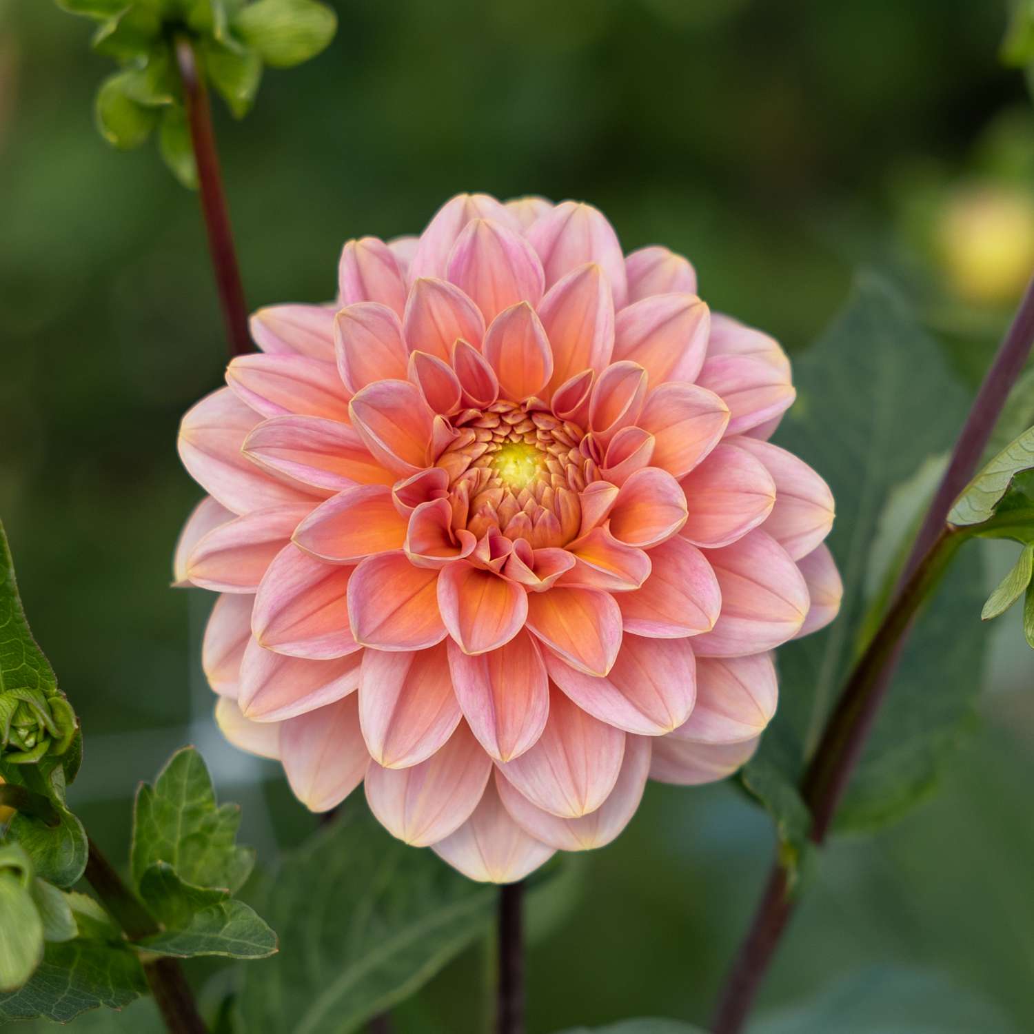 Dahlia 'Rosario'